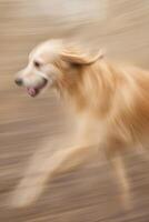 Energetic Golden Retriever in Motion Captured with Artistic Blur Effect photo