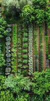 Aerial View of Lush Green Vegetable Garden photo