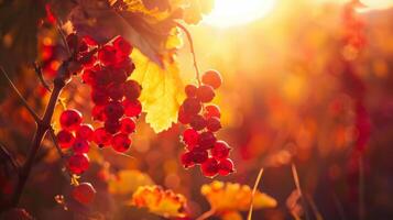 Radiant silhouette of a handful of currants hanging from a vine photo