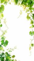 Vibrant green vine border with grapes on a white background photo