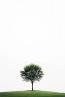 Solitary Tree on a Green Hill Against a Minimalist White Sky photo
