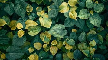 Lush Green and Yellow Leaves in a Dense Foliage Background photo
