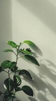 Sunlit Green Plant Against Minimalist White Wall with Soft Shadows photo