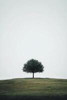 Solitary Tree on a Rolling Hill Under a Vast Sky photo