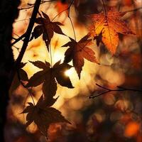 A close up of a tree with leaves that are yellow and brown photo