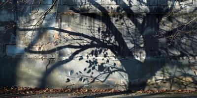Shadow of Tree Branches Cast on Weathered Concrete Wall in Autumn Light photo