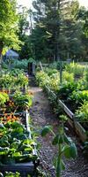 Lush Community Garden with Raised Beds and Vibrant Vegetables photo