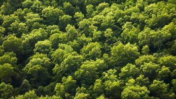 High-angle capture of green treetops. photo