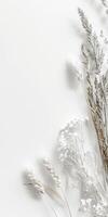 A white background with a bunch of flowers on it photo