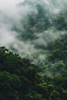 Simple, clean view of rainforest. photo