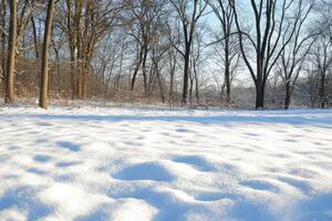 Serene Winter Landscape with Snow-Covered Field and Bare Trees photo