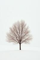 Solitary Tree in Winter Landscape Against a Minimalist White Sky photo