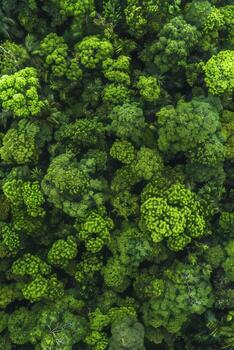 aéreo ver de denso selva pabellón. foto
