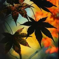 A leafy tree with a few leaves on it photo