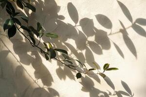 Sunlit Leaves Casting Shadows on Textured Wall Creating a Natural and Serene Atmosphere photo