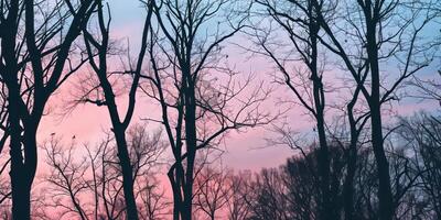 Silhouetted forest canopy against the pastel colors of dusk. photo