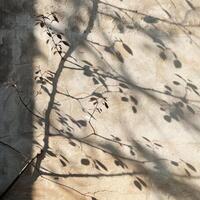 Sunlit Branch Shadows on Textured Wall Creating a Natural Abstract Pattern photo
