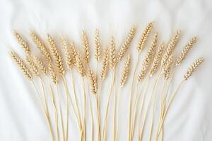 Golden Wheat Stalks Arranged on a White Background Highlighting Natural Texture photo
