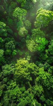 High-angle view of rainforest treetops. photo