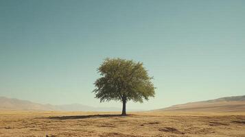 Solitary Tree in Vast Desert Landscape Under Clear Blue Sky photo