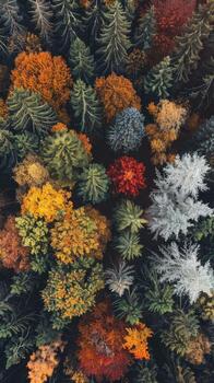 A beautiful autumn forest with trees of different colors photo