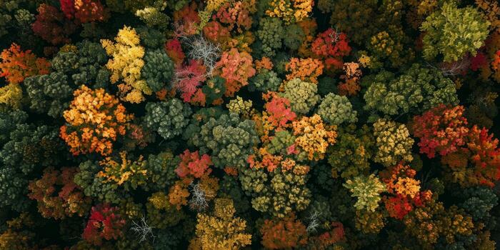 A forest with many trees in various colors of leaves photo