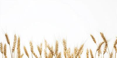 Golden Wheat Ears Against a Clear Sky Capturing the Essence of Agriculture photo