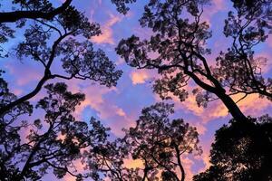 Rainforest canopy casting striking silhouettes against the evening sky. photo