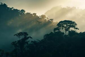 Silhouetted rainforest landscape with trees against the evening light. photo