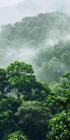 Rainforest treetops and room for text. photo