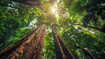 Rainforest with towering trees. photo