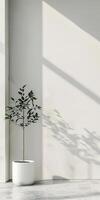 Minimalist Interior with Potted Plant and Sunlight Shadows on White Wall photo
