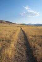 A dirt path in a field of tall grass photo