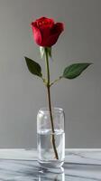 A single red rose is in a clear vase with water photo