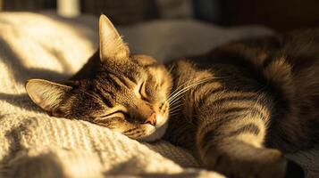 Peaceful Tabby Cat Sleeping in Warm Sunlight on Cozy Knit Blanket in a Tranquil Home Setting photo