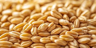 Close-Up of Golden Barley Grains Showcasing Texture and Natural Organic Patterns in a Rustic Setting photo