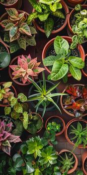 Vibrant Collection of Potted Indoor Plants in Various Shapes and Colors photo