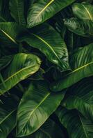 Tropical foliage with room for text. photo