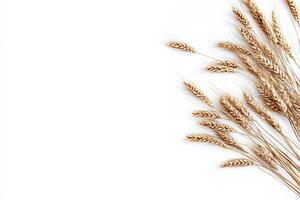Golden Wheat Ears on White Background photo