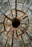 Close-Up of Weathered Tree Trunk with Cracks and Central Hollow photo