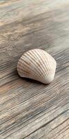 A small shell is on a wooden surface photo