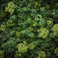 Bird eye view of forest greenery. photo