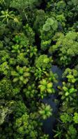 Bird eye capture of dense tropical foliage. photo