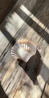 Sunlit Seashell on Rustic Wooden Surface with Natural Shadows and Textures photo
