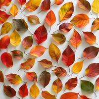 A close up of many different colored leaves, some of which are red and yellow photo