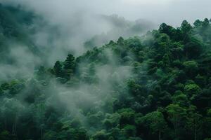 Clean, minimalistic view of rainforest. photo