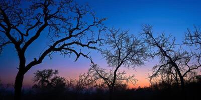Silhouetted trees against twilight sky. photo