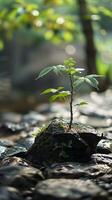 Young Tree Growing on Mossy Rock in Sunlit Forest with Blurred Background photo