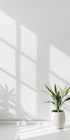 Minimalist Interior with Sunlit Green Plant in White Pot Against a Bright Wall photo
