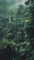 Dense tropical forest with rich biodiversity. photo